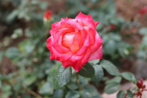 Rose Garden 4K Wallpaper · flowers · 3840×2560