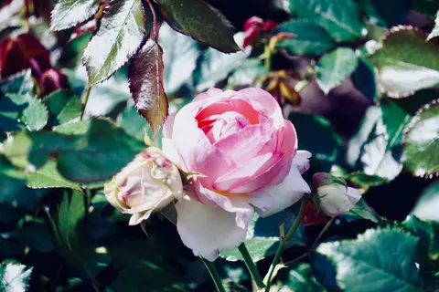 Rosengarten 4K Hintergrundbild · flowers · 3840×2560