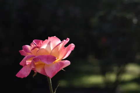 Rose Garden 4K Wallpaper · flowers · 3840×2560
