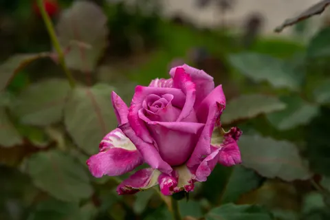 Wallpaper Taman Mawar 4K · flowers · 3840×2560