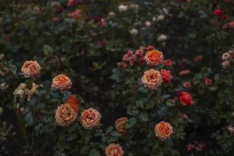 Rose Garden 4K Wallpaper · flowers · 3840×2560
