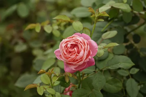 خلفية حديقة الورود بدقة 4K · flowers · 3840×2560