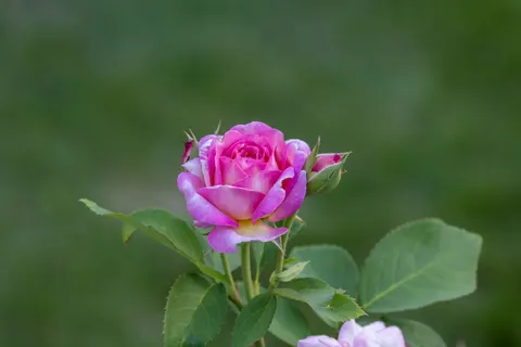 Fond d'écran Jardin de roses 4K · flowers · 3840×2561