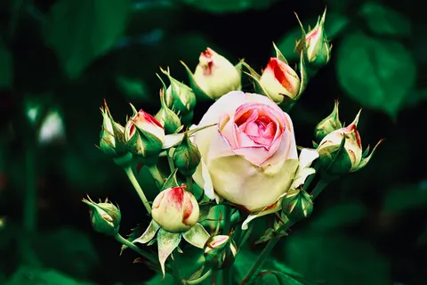 Wallpaper Taman Mawar 4K · flowers · 3840×2560