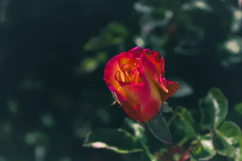 Rosengarten 4K Hintergrundbild · flowers · 3840×2560