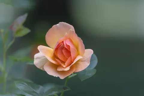バラ園 4K壁紙 · flowers · 3840×2560