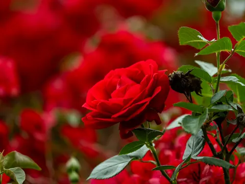 Rose Garden 4K Wallpaper · flowers · 3840×2880