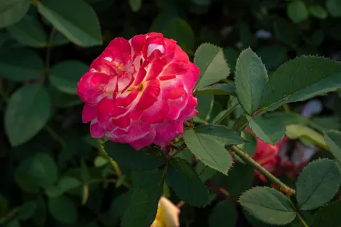 Rose Garden 4K Wallpaper · flowers · 3840×2560