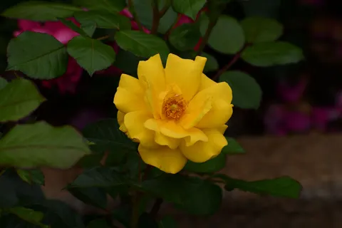 Обои Розовый сад 4K · flowers · 3840×2560