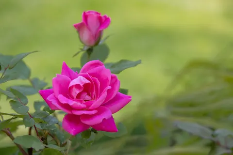 Wallpaper Taman Mawar 4K · flowers · 3840×2561