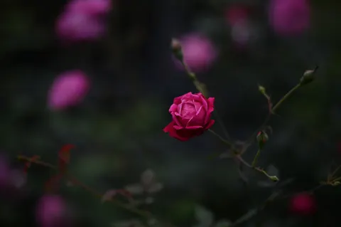 장미 정원 4K 배경화면 · flowers · 3840×2555