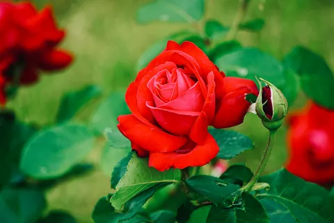 Обои Розовый сад 4K · flowers · 3840×2560
