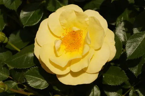 Tapeta Ogród różany 4K · flowers · 3840×2560