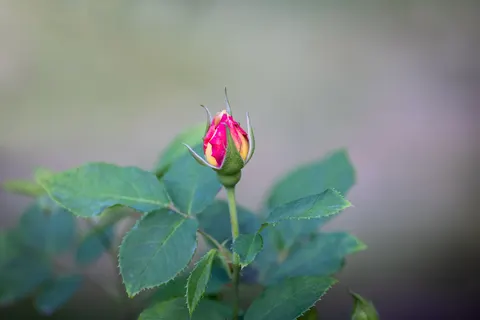 خلفية حديقة الورود بدقة 4K · flowers · 3840×2561