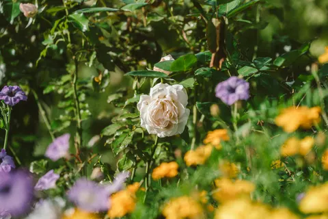 Tapeta Ogród różany 4K · flowers · 3840×2560