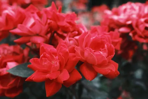 Rozentuin 4K-achtergrond · flowers · 3840×2560
