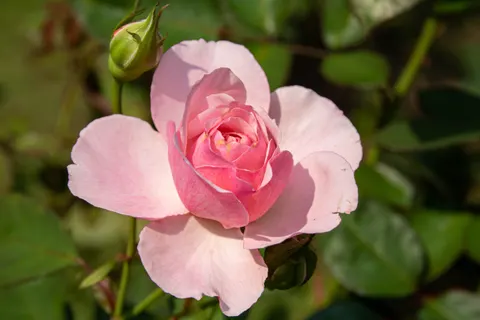 Rose Garden 4K Wallpaper · flowers · 3840×2560