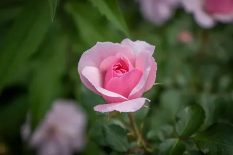 Rosengarten 4K Hintergrundbild · flowers · 3840×2560