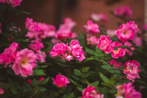 Gül Bahçesi 4K Duvar Kağıdı · flowers · 3840×2560