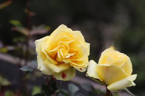 والپیپر باغ رز با کیفیت 4K · flowers · 3840×2560