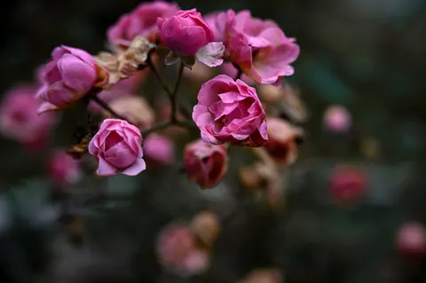 Rosengarten 4K Hintergrundbild · flowers · 3840×2555