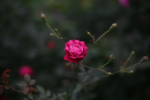 गुलाब का बाग़ 4K वॉलपेपर · flowers · 3840×2555