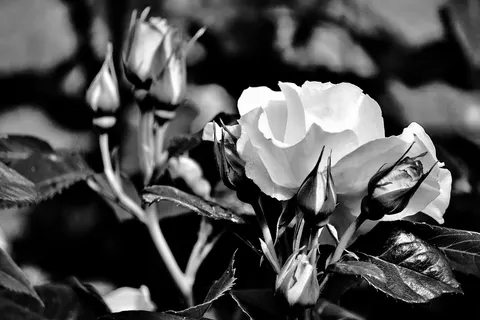 Rose Garden 4K Wallpaper · flowers · 3840×2560