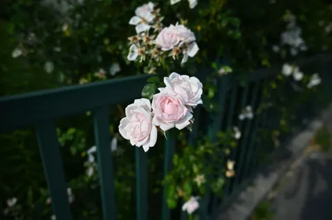 Обои Розовый сад 4K · flowers · 3840×2555