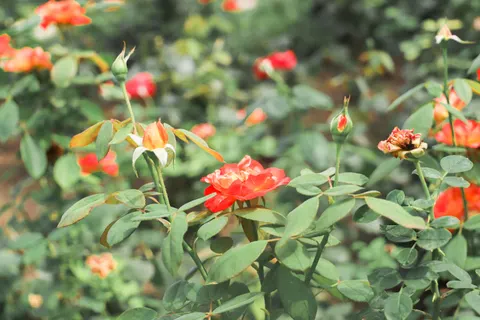 Rose Garden 4K Wallpaper · flowers · 3840×2560