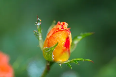 Hình nền Vườn hồng 4K · flowers · 3840×2561