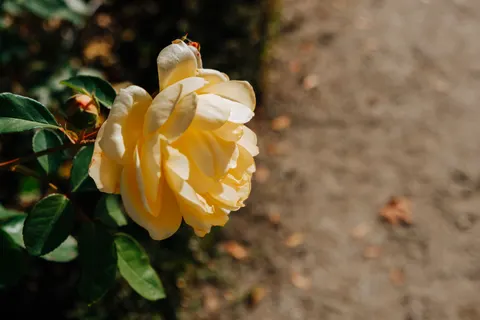 Rose Garden 4K Wallpaper · flowers · 3840×2560