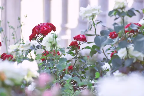 Sfondo Roseto 4K · flowers · 3840×2560