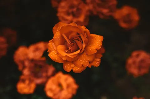 Sfondo Roseto 4K · flowers · 3840×2555