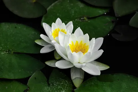 कुमुदिनी 4K वॉलपेपर · flowers · 3840×2560