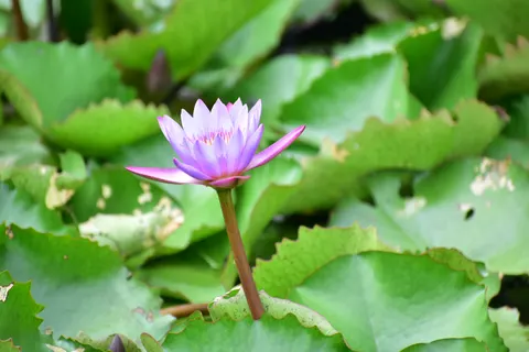 خلفية زنبق الماء بدقة 4K · flowers · 3840×2560