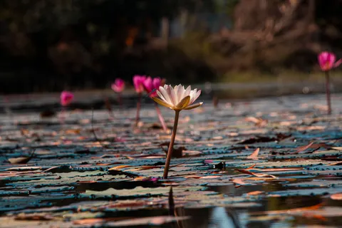 Обои Кувшинка 4K · flowers · 3840×2560