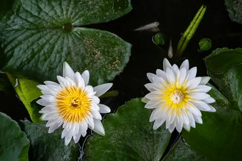 Water Lily 4K Wallpaper · flowers · 3840×2560