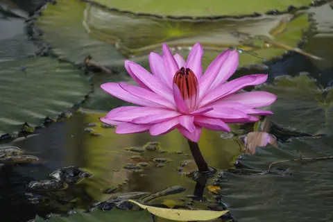 والپیپر نیلوفر آب با کیفیت 4K · flowers · 3840×2560