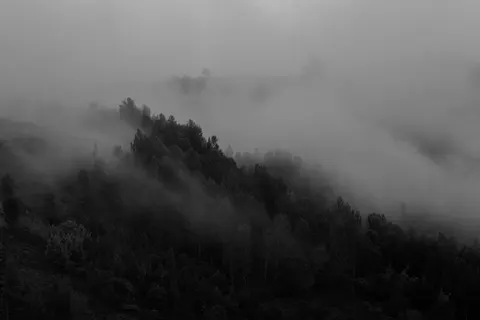 Foggy Forest 4K Wallpaper · nature · 3840×2560