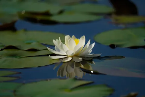Water Lily 4K Wallpaper · flowers · 3840×2560