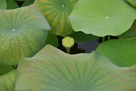 Water Lily 4K Wallpaper · flowers · 3840×2563
