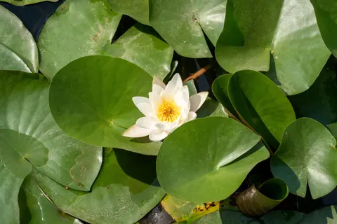 Fond d'écran Nénuphar 4K · flowers · 3840×2560