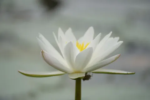 Water Lily 4K Wallpaper · flowers · 3840×2560