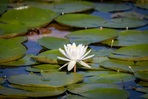 Water Lily 4K Wallpaper · flowers · 3840×2561