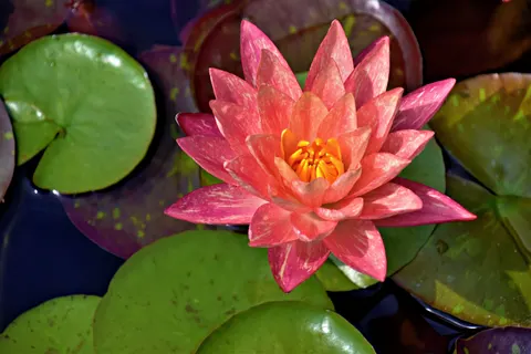 Water Lily 4K Wallpaper · flowers · 3840×2560