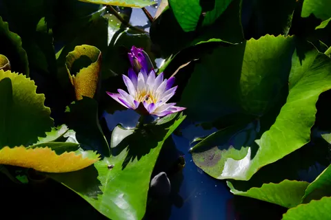 Water Lily 4K Wallpaper · flowers · 3840×2560