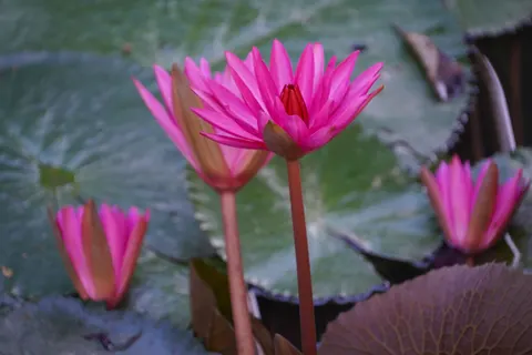 Tapeta Lilia wodna 4K · flowers · 3840×2560