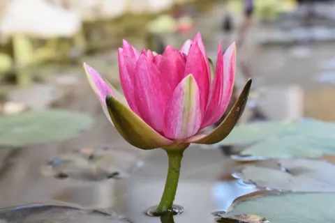 Water Lily 4K Wallpaper · flowers · 3840×2560
