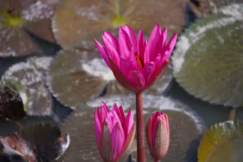 Water Lily 4K Wallpaper · flowers · 3840×2560
