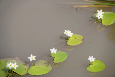Water Lily 4K Wallpaper · flowers · 3840×2560